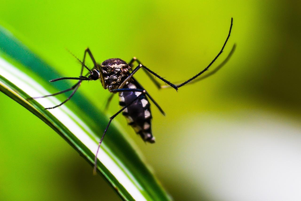 Virus West Nile